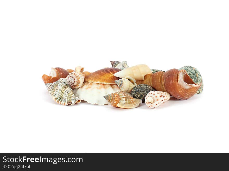 Heap of seashells isolated on a white background