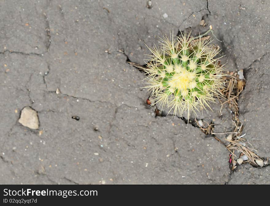 Cactus Flowering