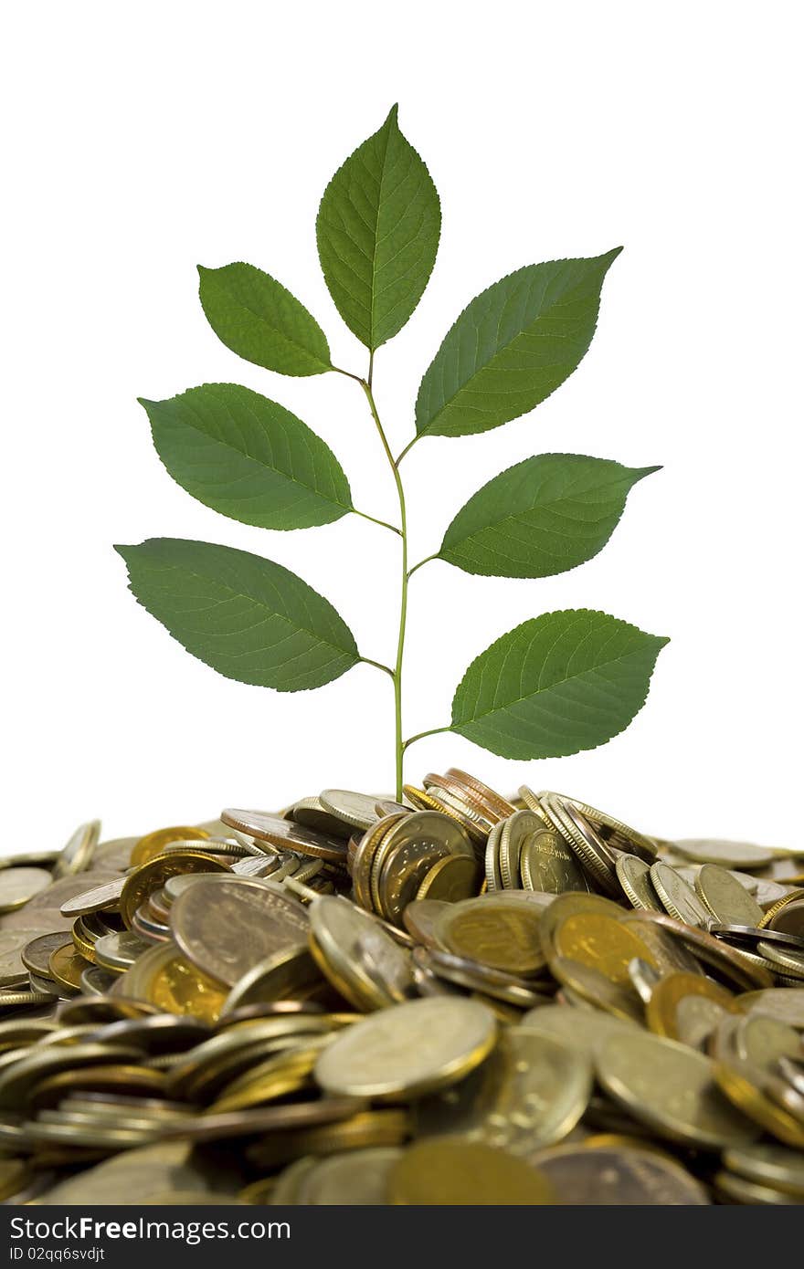 Coins and plant, isolated on white background