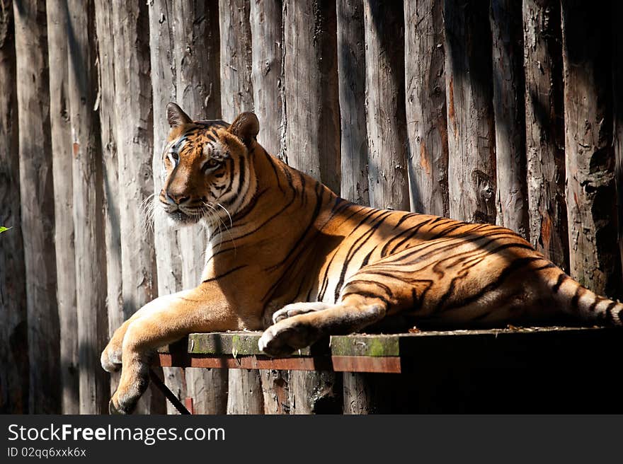 Amazing large tiger resting in the shadow at Bucharest Zoo. Amazing large tiger resting in the shadow at Bucharest Zoo