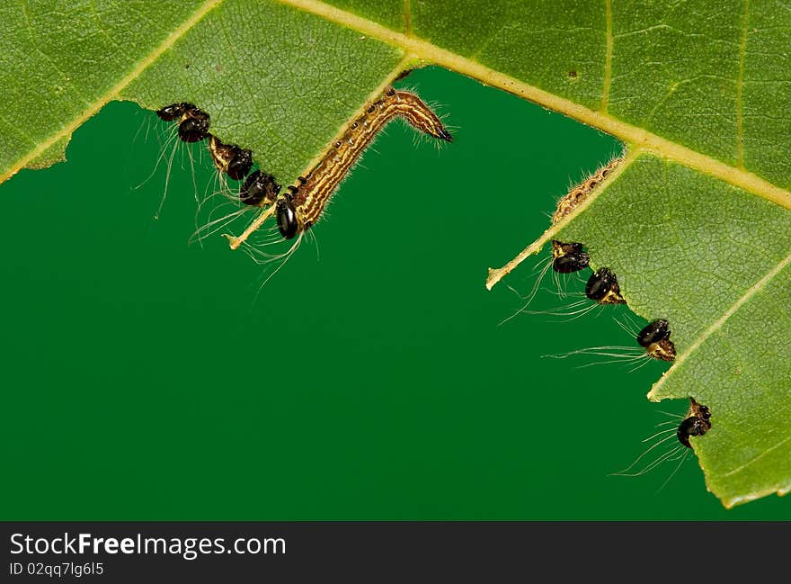 A group of notodontid caterpillars eating a hickory leaf