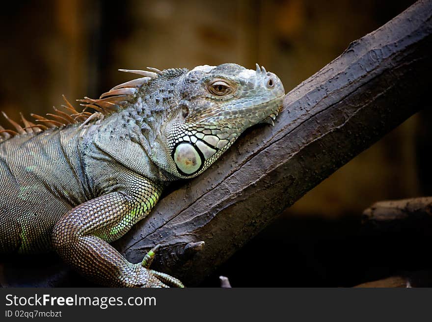 Sleepy iguana