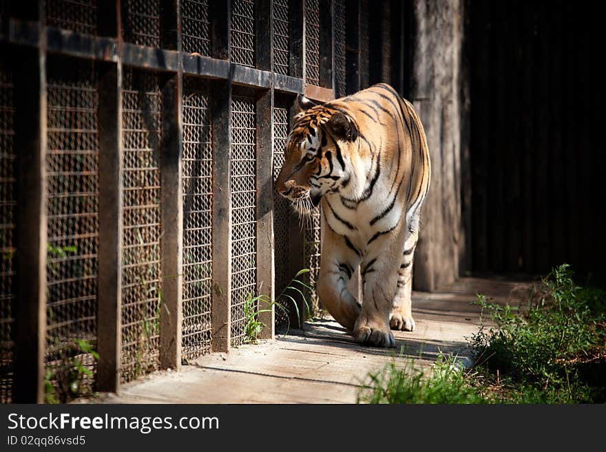 Tiger in a cage