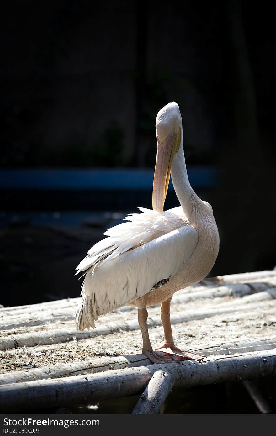 White Pelican