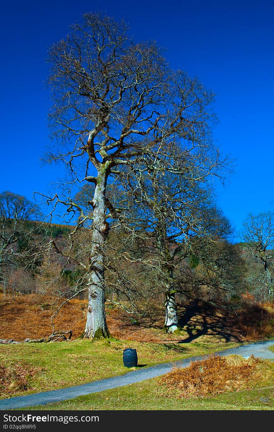 Tree in Powerscourt