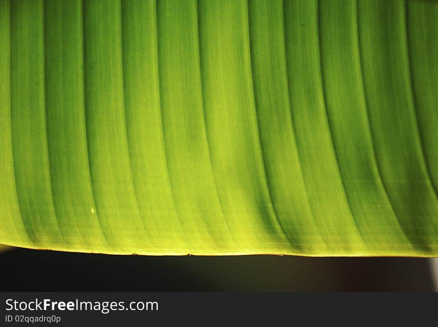 Banana leaves