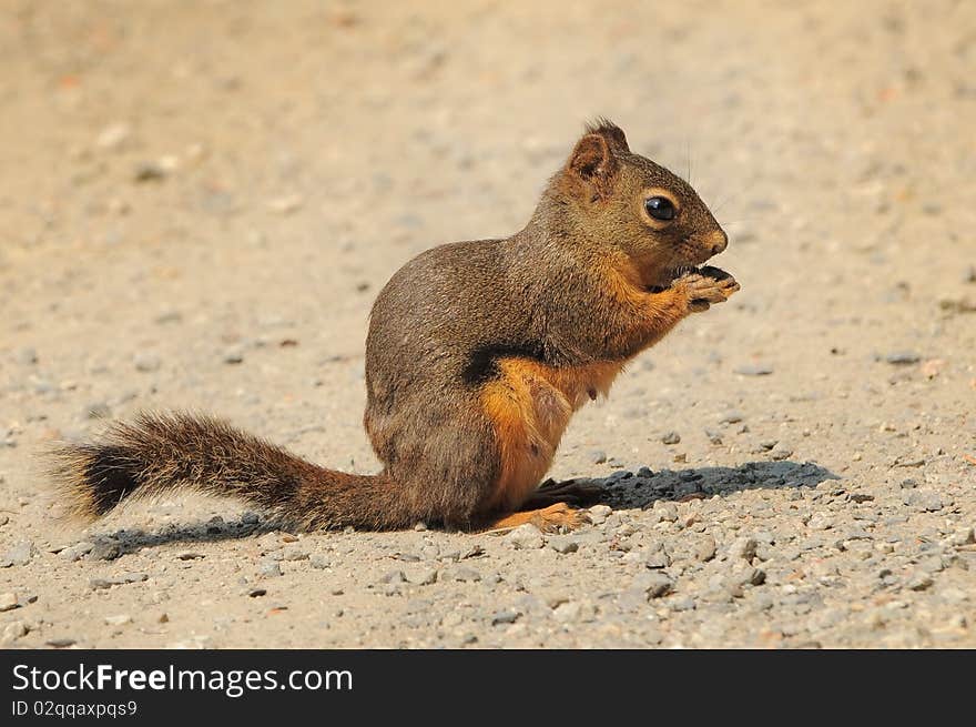 Douglas squirrel on a dirt path