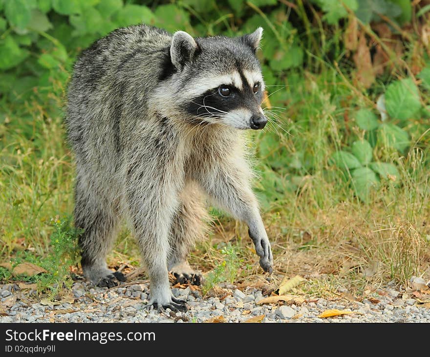 Raccoon emerging from the bushes and checking out surrounding to decide whether to move forward. Raccoon emerging from the bushes and checking out surrounding to decide whether to move forward