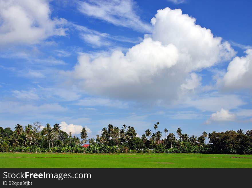 Paddy Field