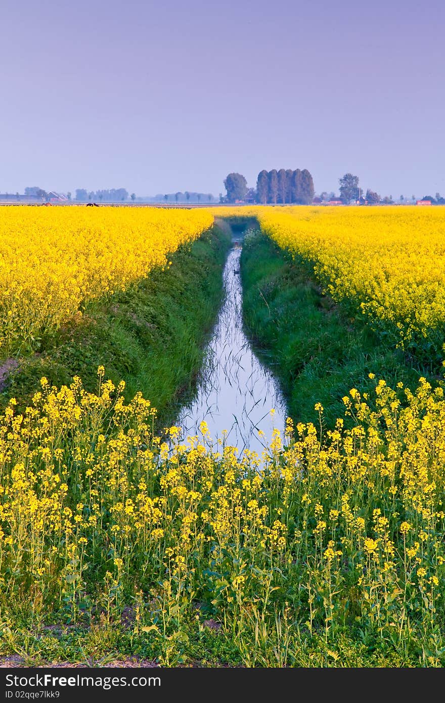 Field With Yellow Rapeseed Flowers