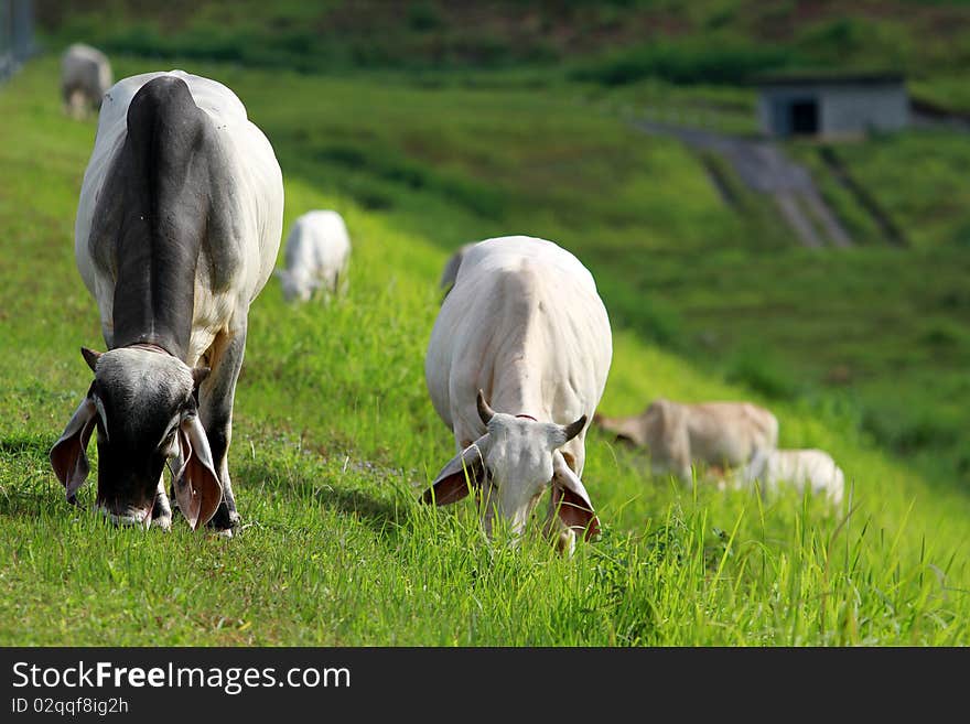 Herd of cows grazing in meadow