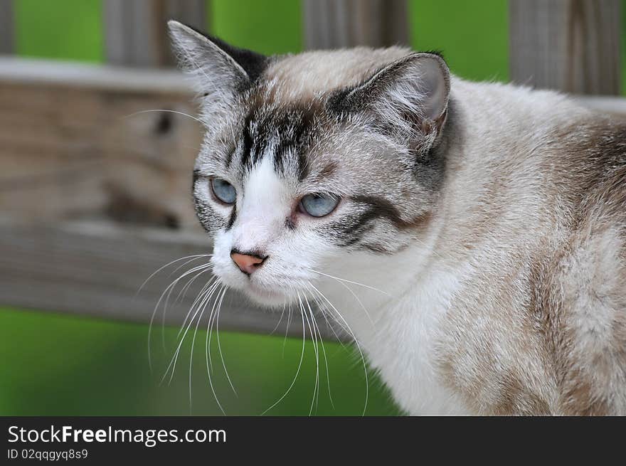 Portrait of Cat outdoors with an out of foucus background