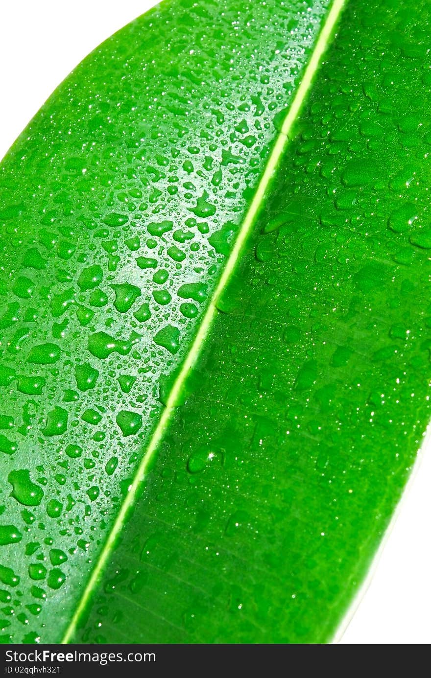 Tripical green leaf with water drops