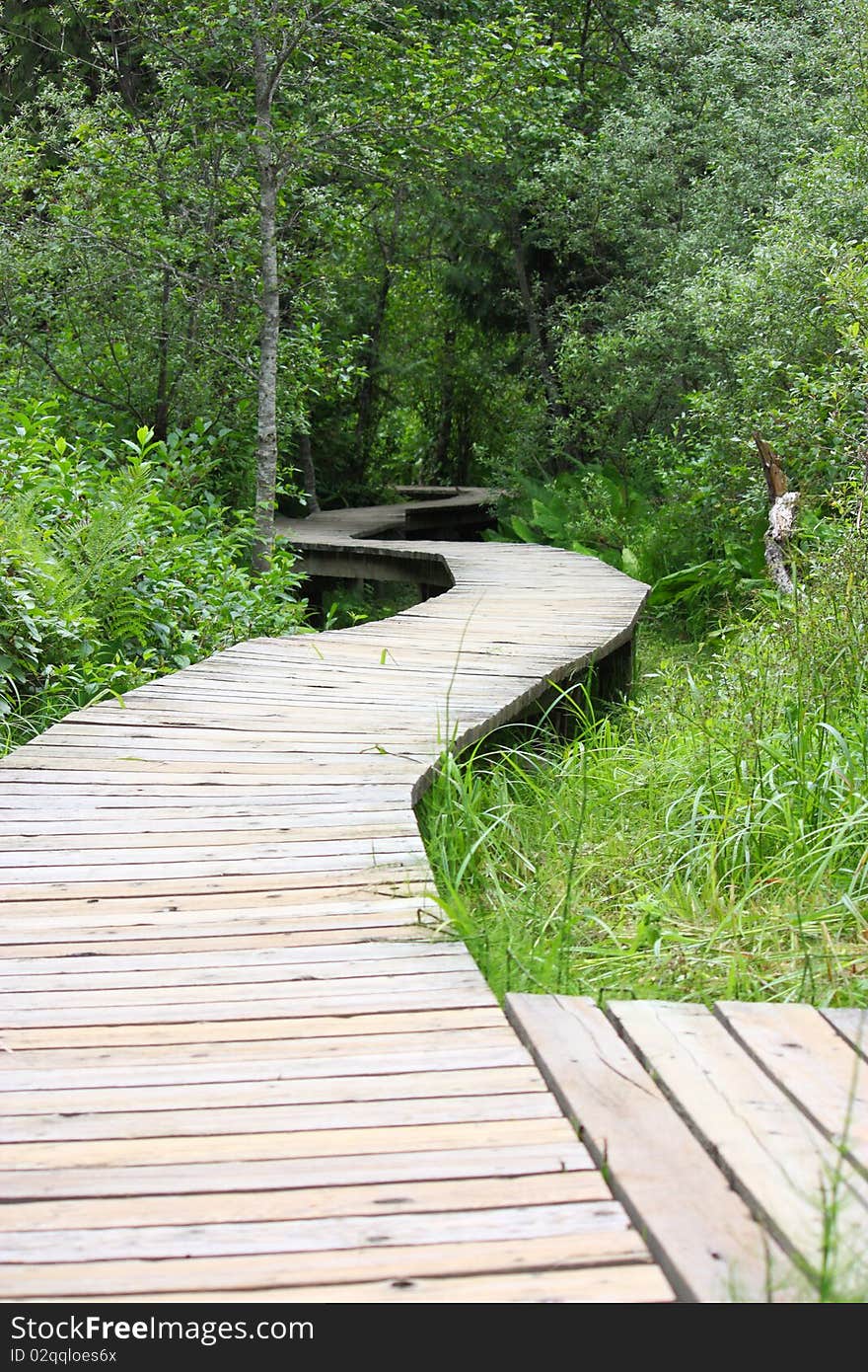 A wooden boardwalk winding through forest and marsh in British Columbia, Canada. A wooden boardwalk winding through forest and marsh in British Columbia, Canada.