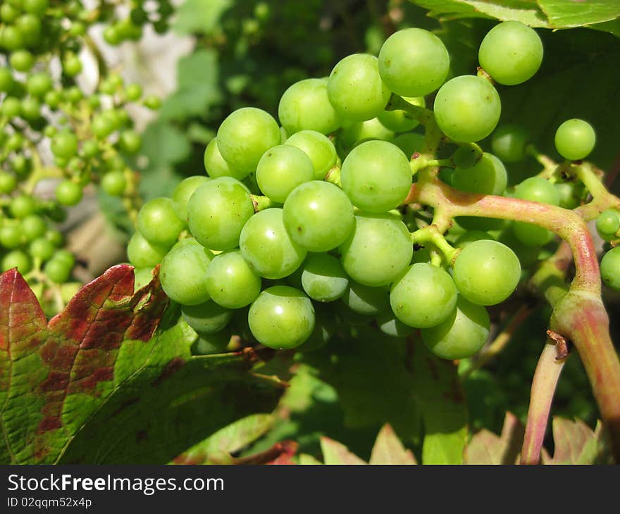 a bunch of fresh green grapes