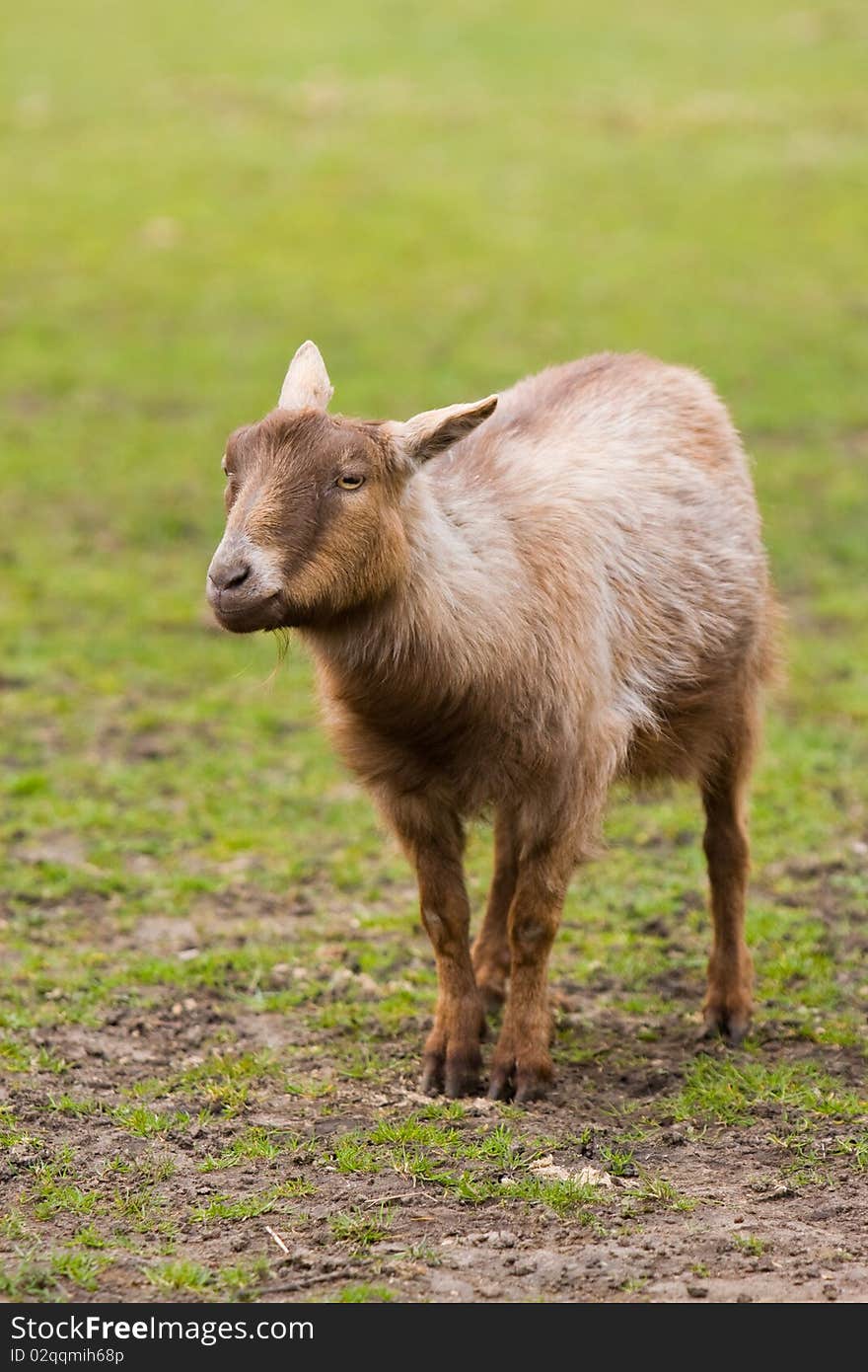 Cute Goat