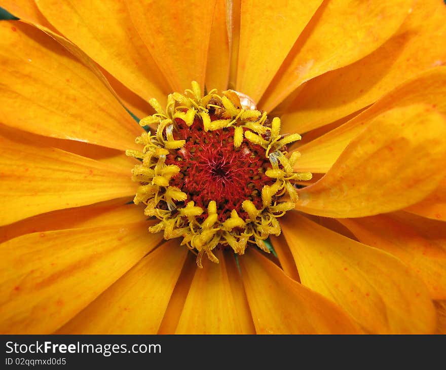 Flower Zinnia