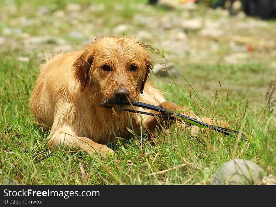 Dog-Golden Retriever