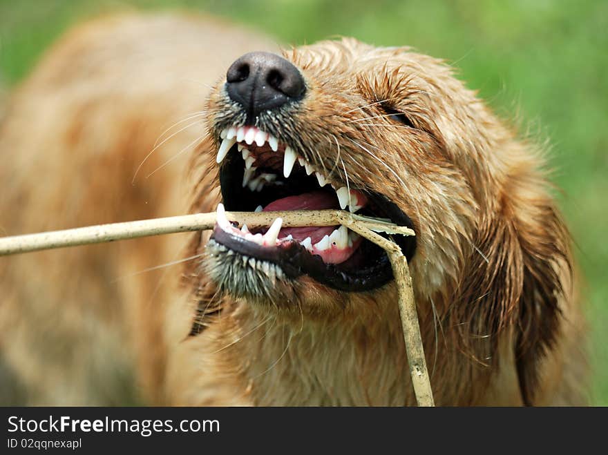 Dog-Golden Retriever