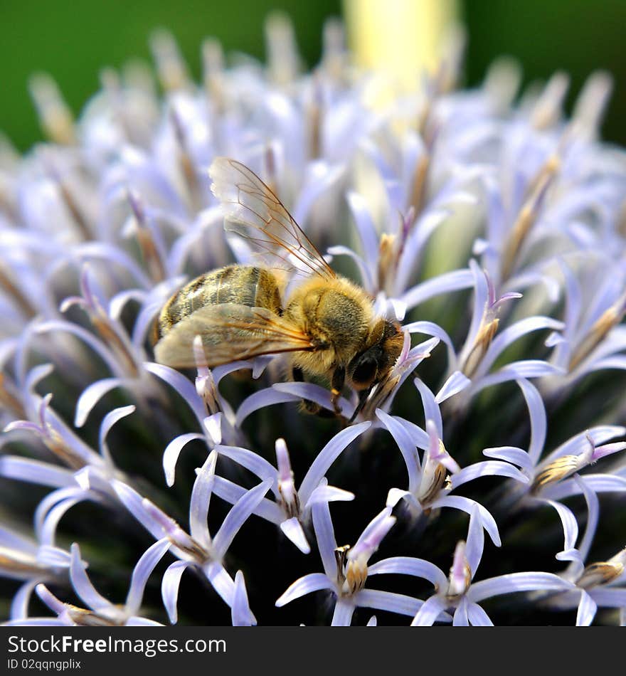 Pollinating honeybee on a thistle.