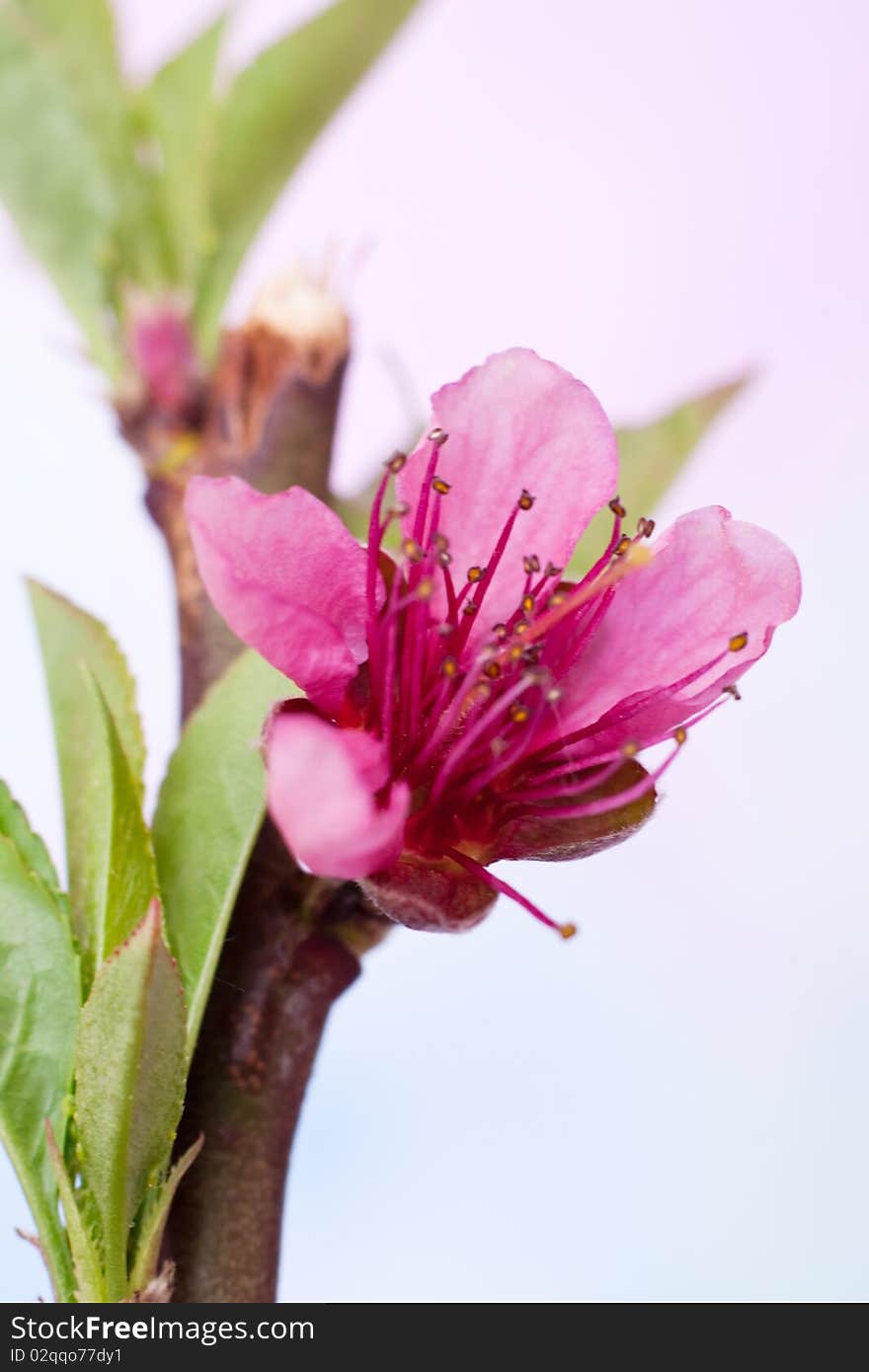 Peach Tree Bloom