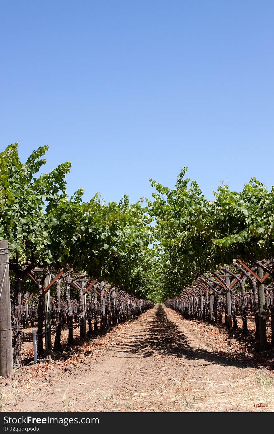 Scenic view of a Napa Valley vineyard