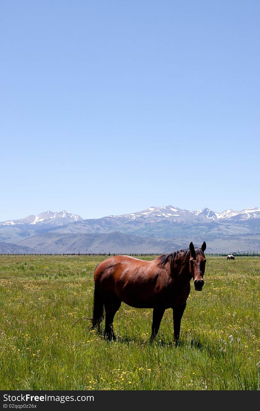 Horses Grazing