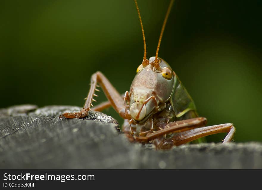 Grasshopper potrait