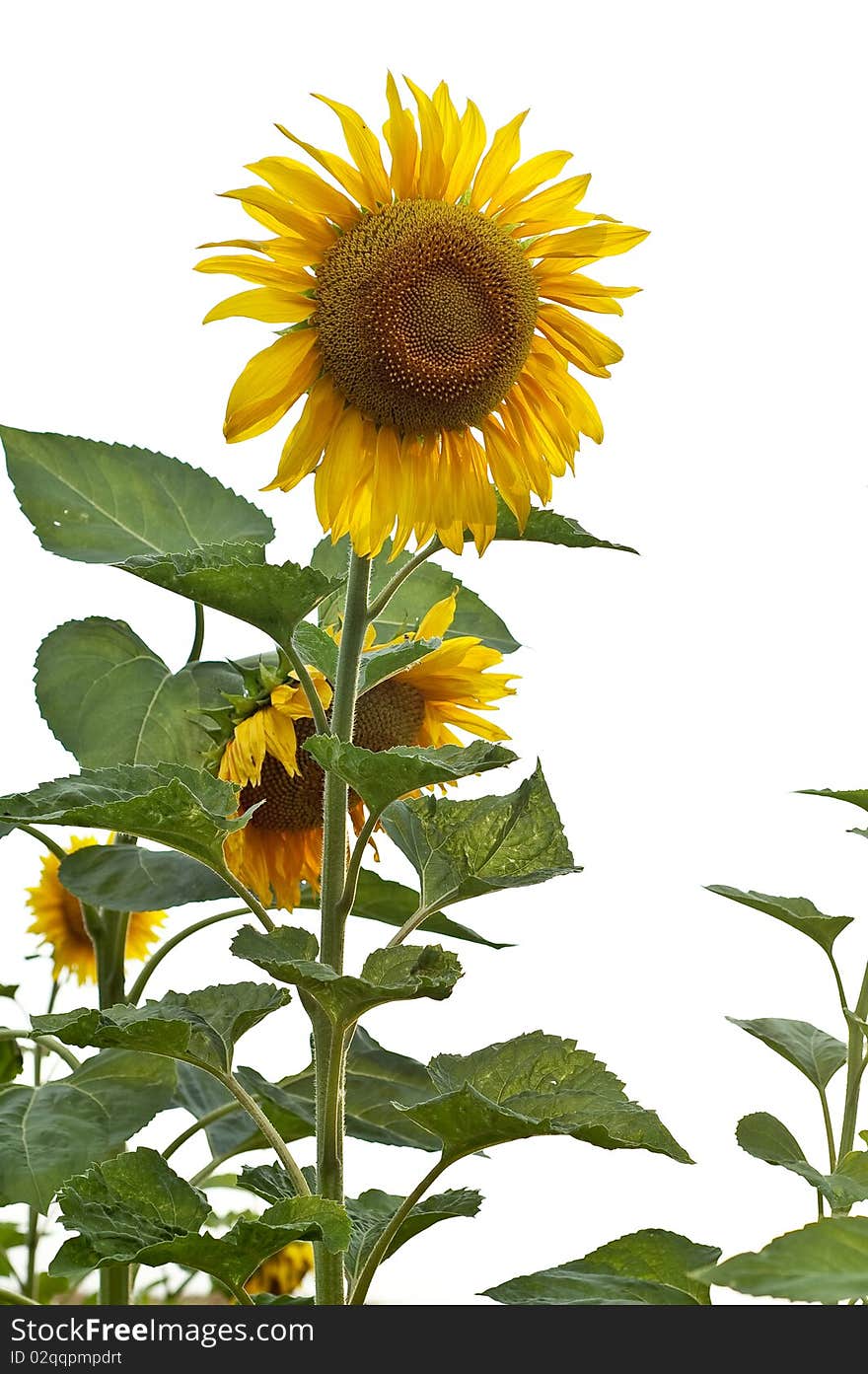 Yellow sunflower flower summer sun floral petal