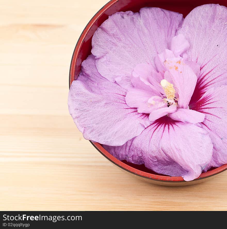 Large Purple Flower in Japanese Bowl. Large Purple Flower in Japanese Bowl