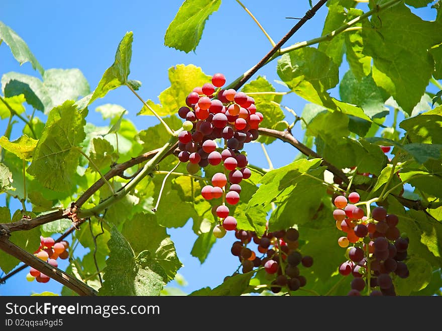 Bunches of grapes on a background of the blue sky