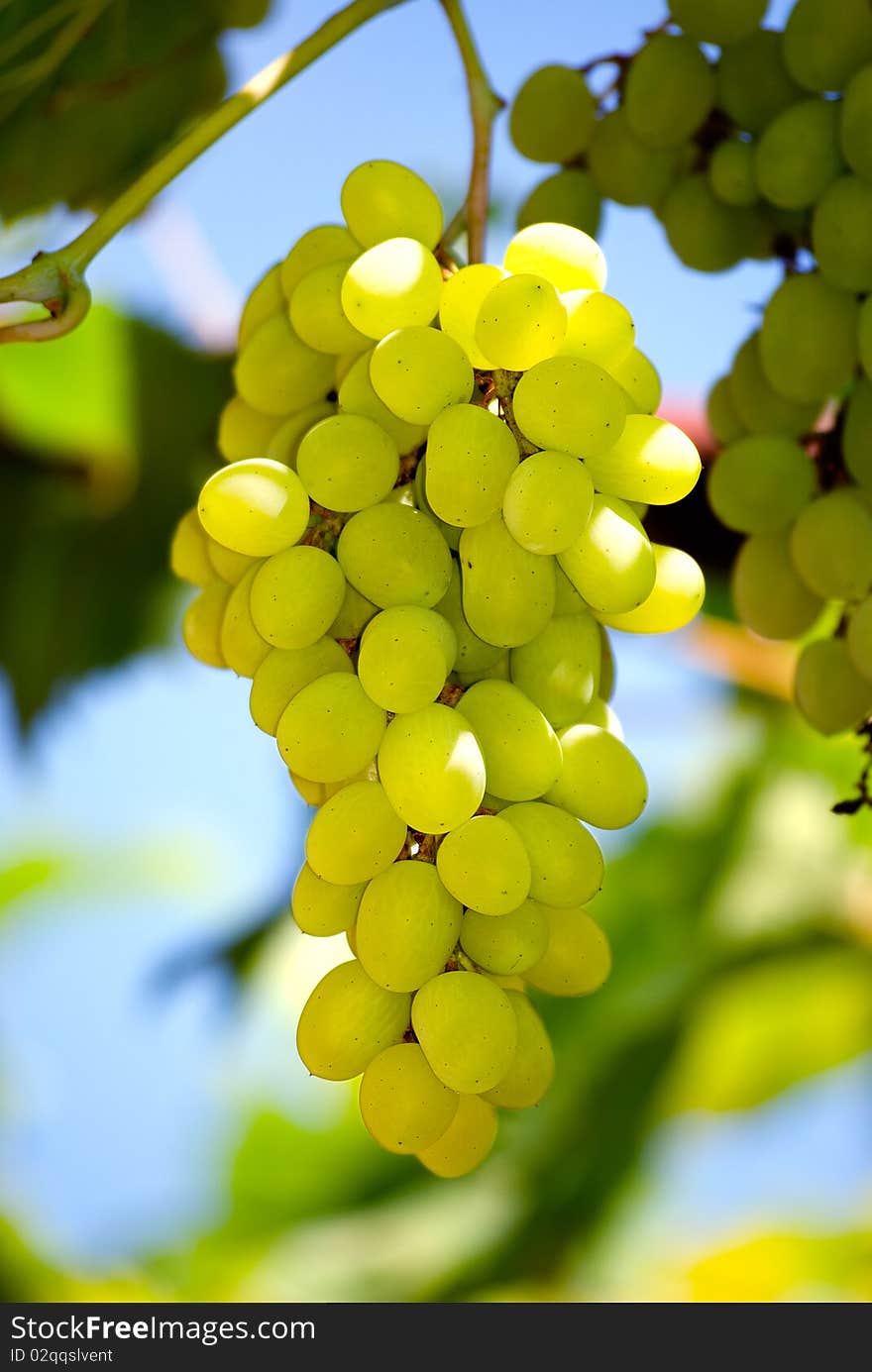 Bunch of grapes on a background of the blue sky and green leaves