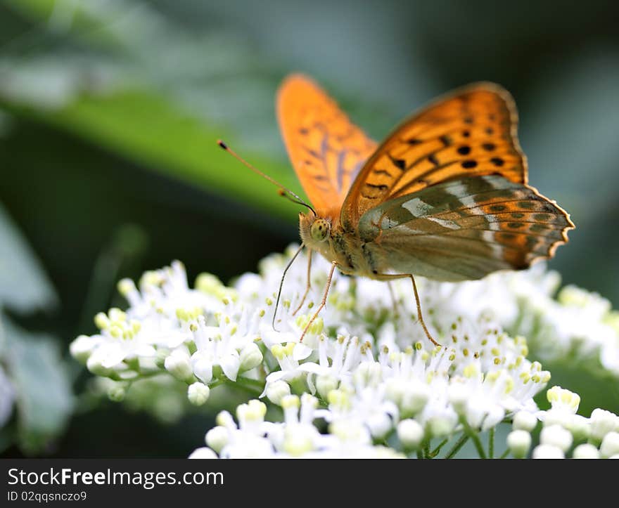 Butterfly is eatting nectar on the flower. Butterfly is eatting nectar on the flower