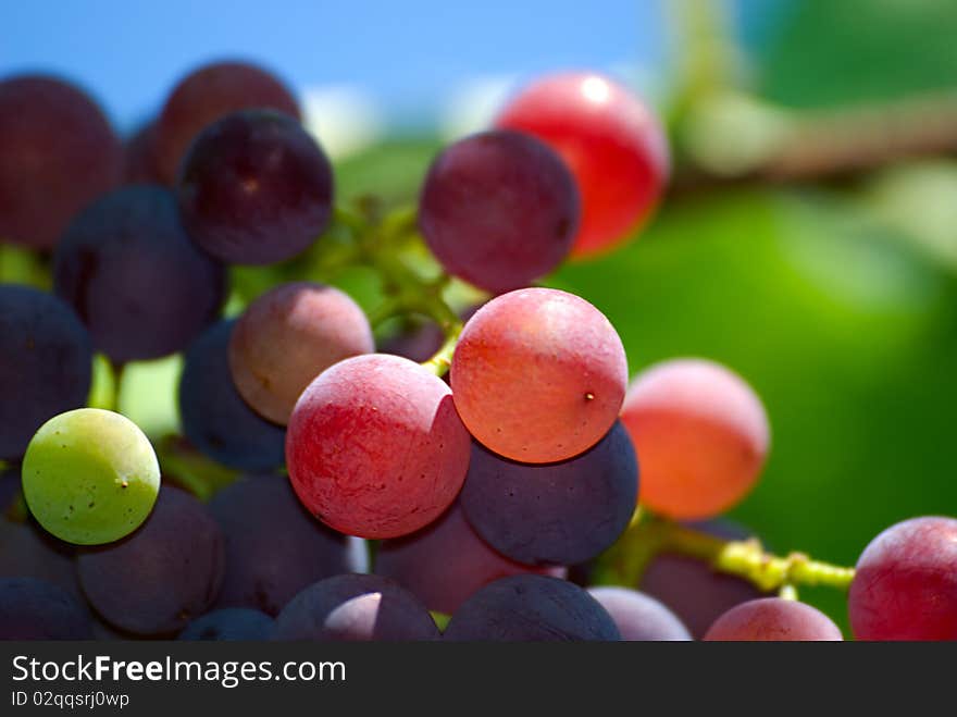 Bunch of grapes on a background of the blue sky and green leaves