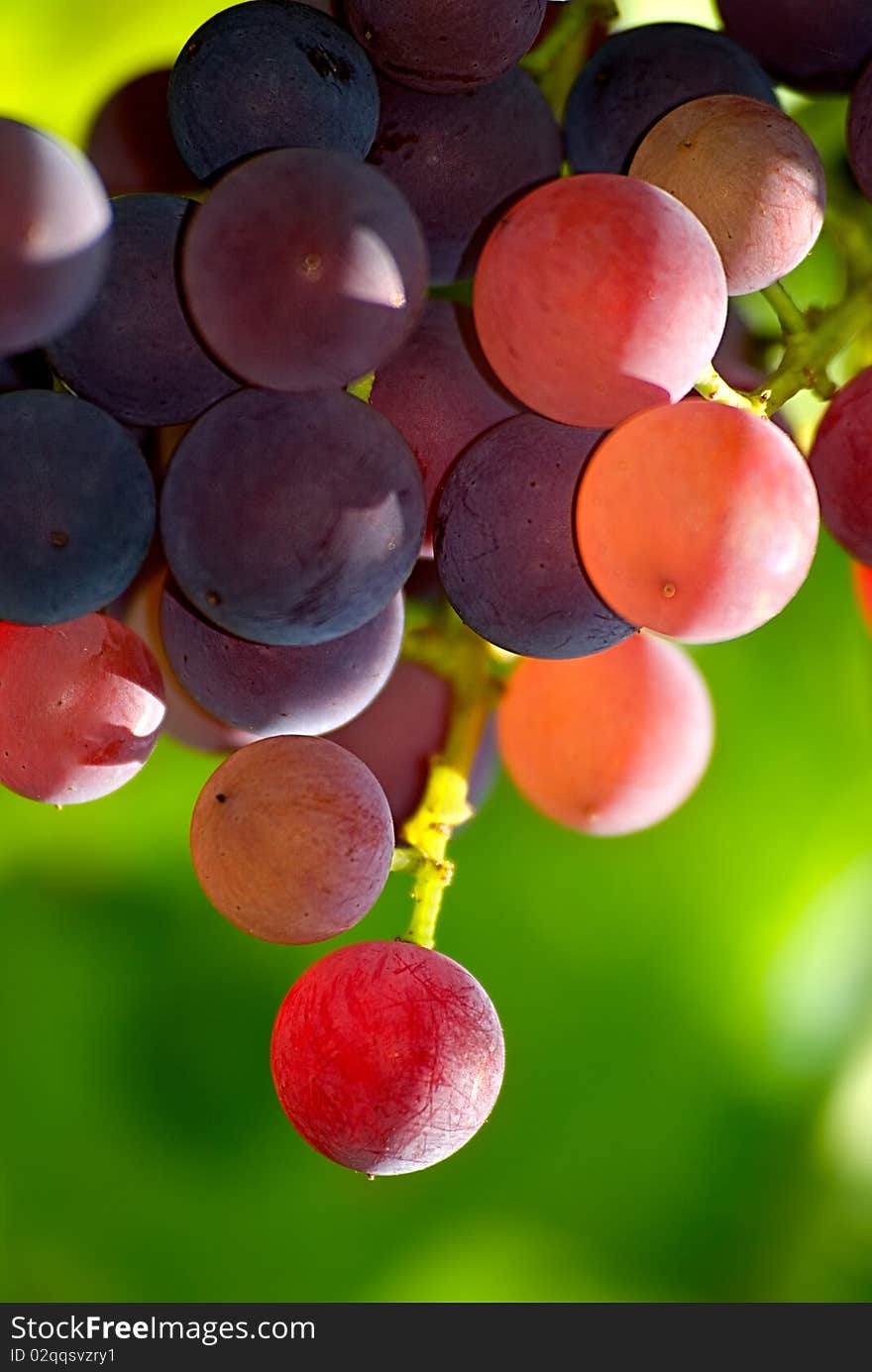 Bunch of grapes on a background of the green leaves