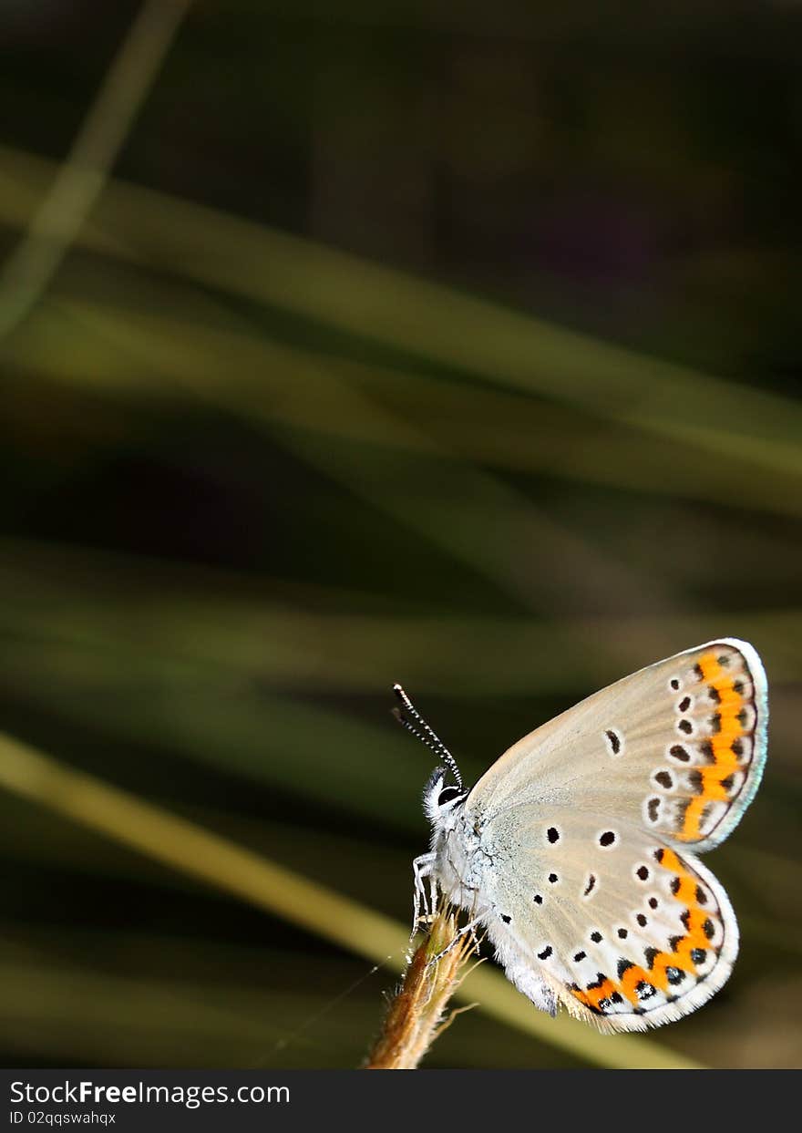 Polyommatus Icarus is on the flower stem. Polyommatus Icarus is on the flower stem