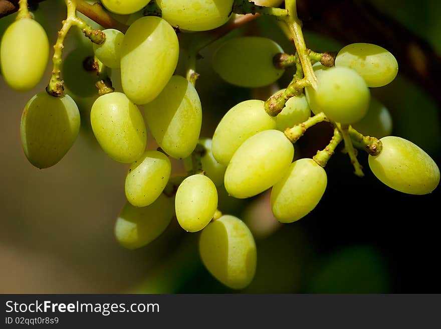 Bunch of grapes is photographed on the cclose-up