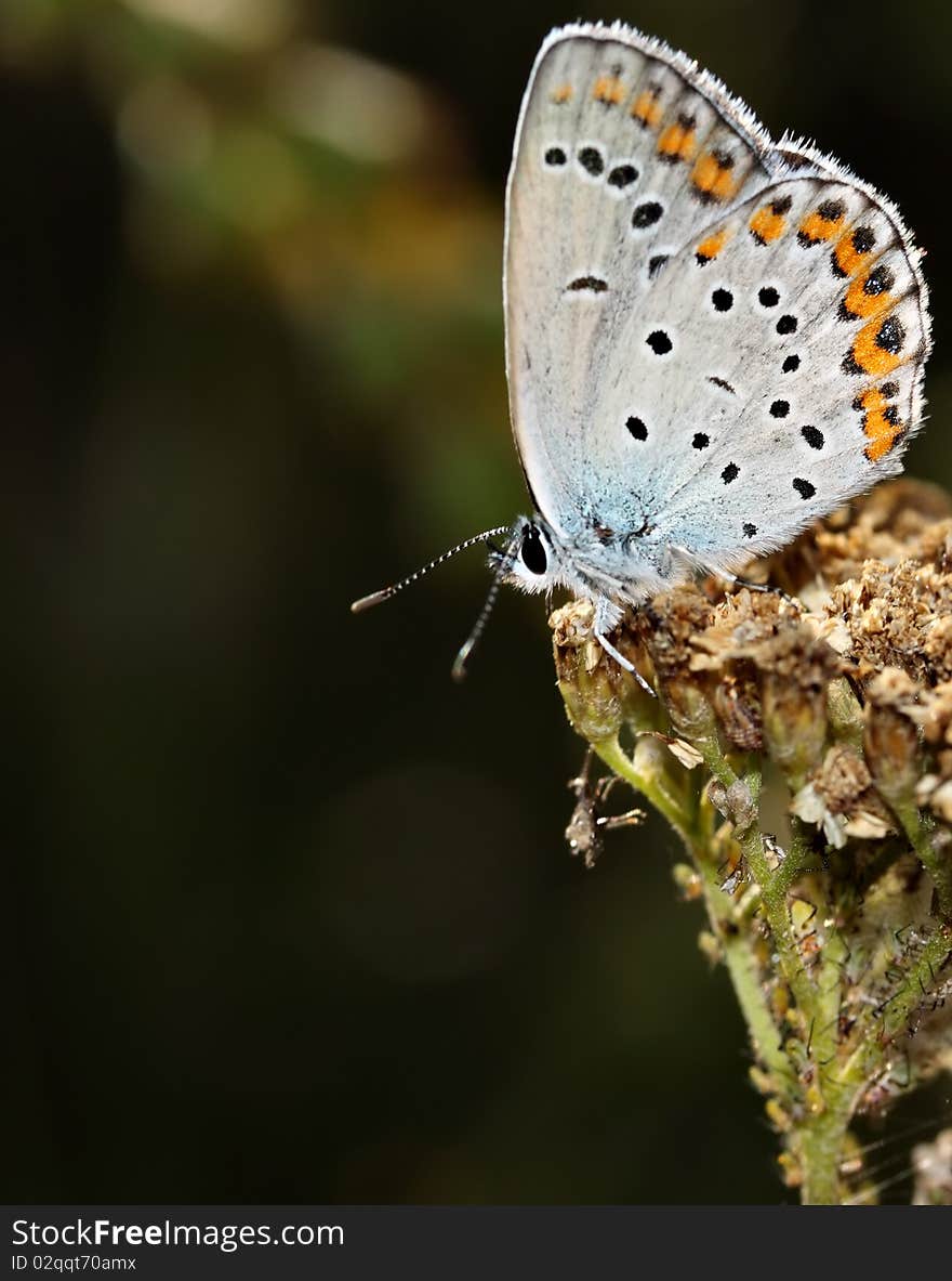 Polyommatus Icarus is sitting on the flower. Polyommatus Icarus is sitting on the flower