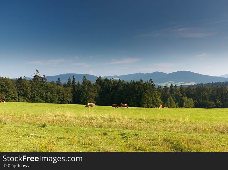 Summer In Polish Mountain