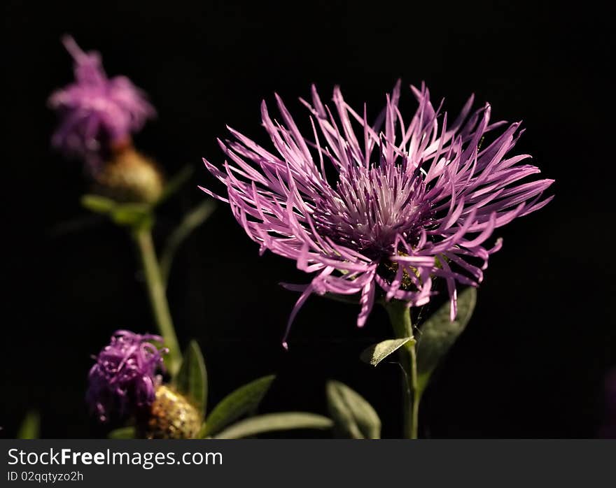 Morning sunlight on the Centaurea Jacea. Morning sunlight on the Centaurea Jacea