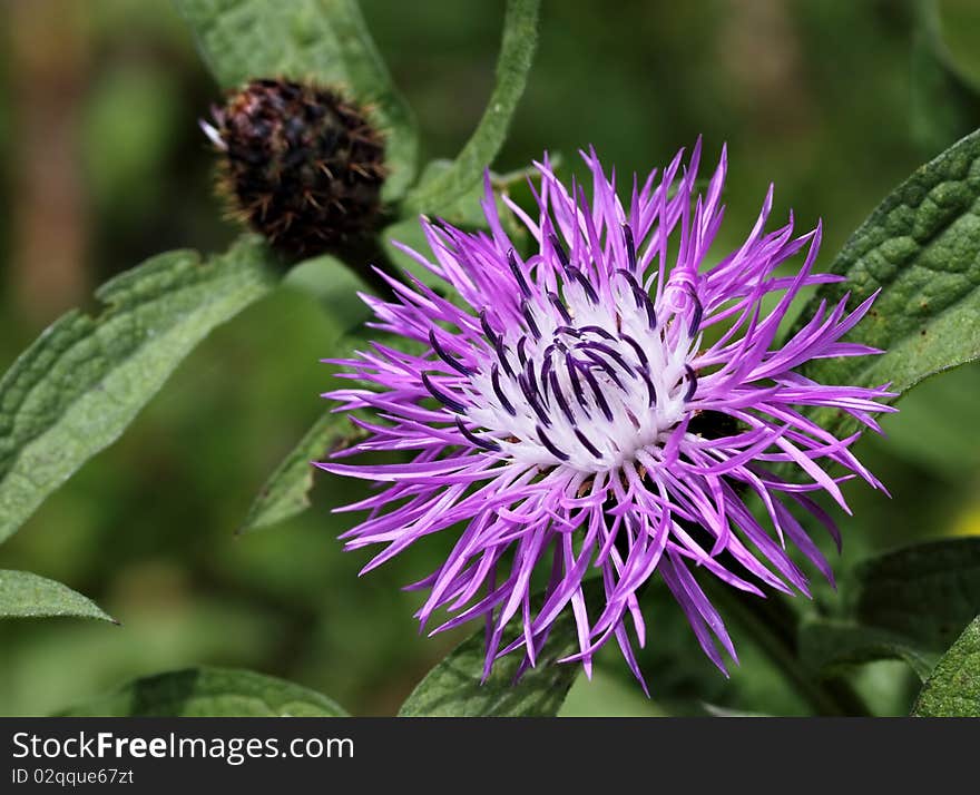 Centaurea Jacea's flower and bud. Centaurea Jacea's flower and bud