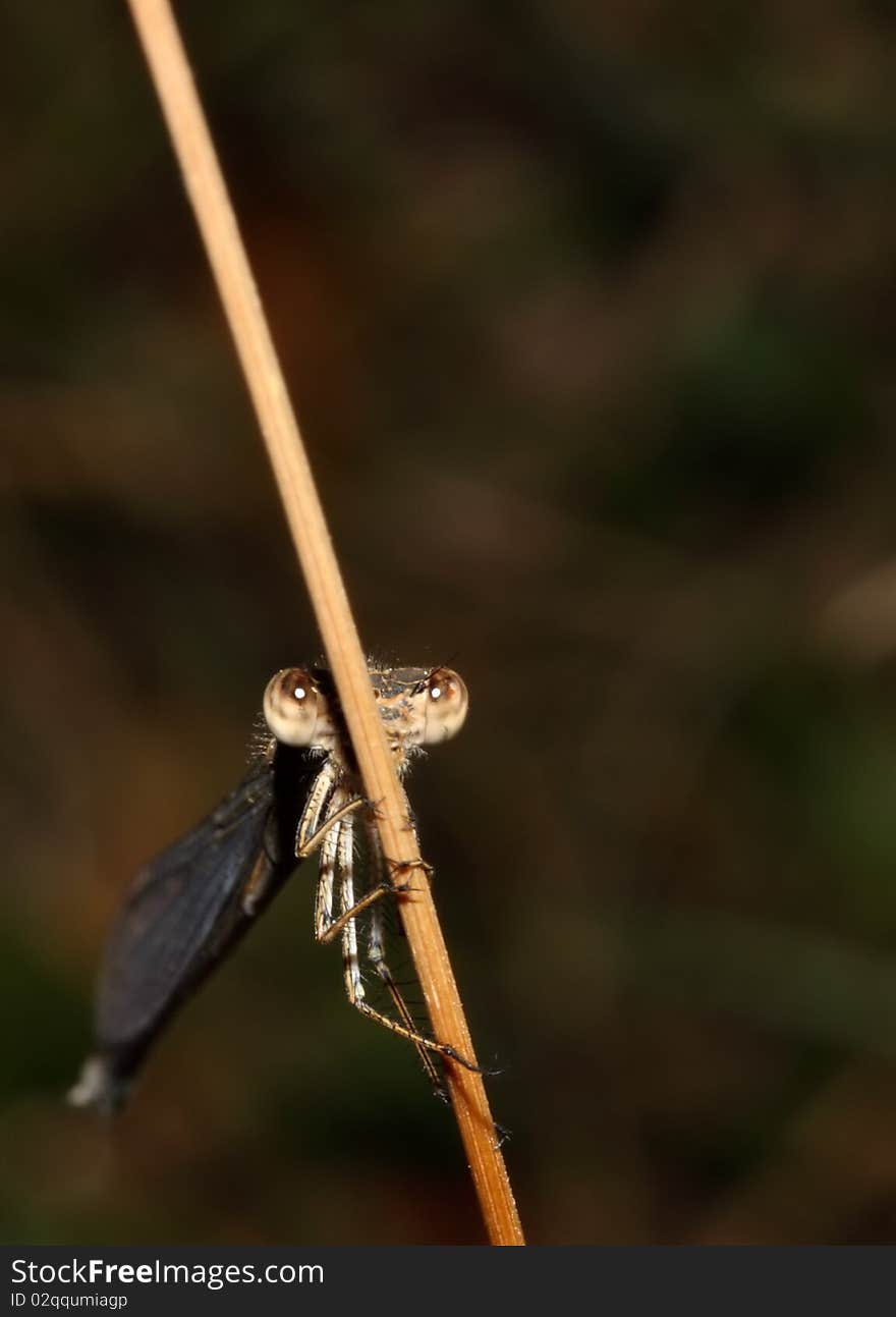 Dragonfly is trying to hide behind flower stem. Dragonfly is trying to hide behind flower stem