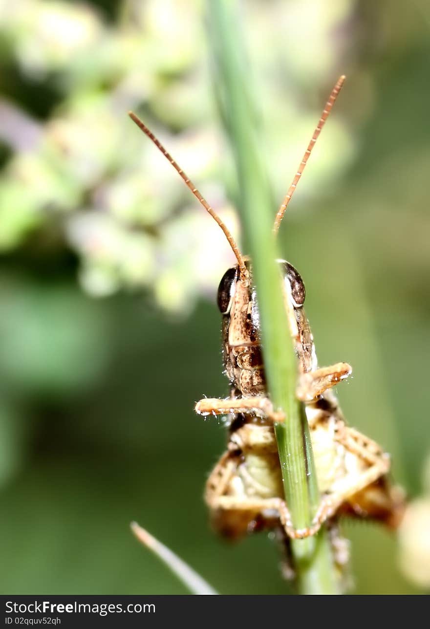 Grasshopper 1