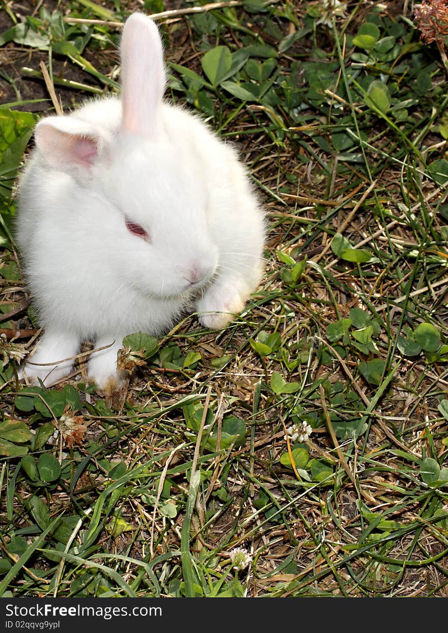 Little white rabbit is sitting on the grass. Little white rabbit is sitting on the grass