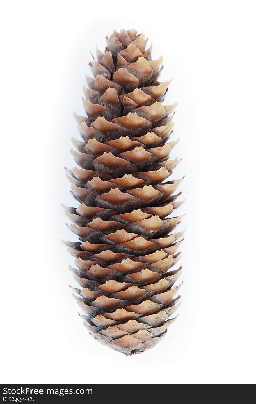 Christmas pine cone isolated on white background. Christmas pine cone isolated on white background