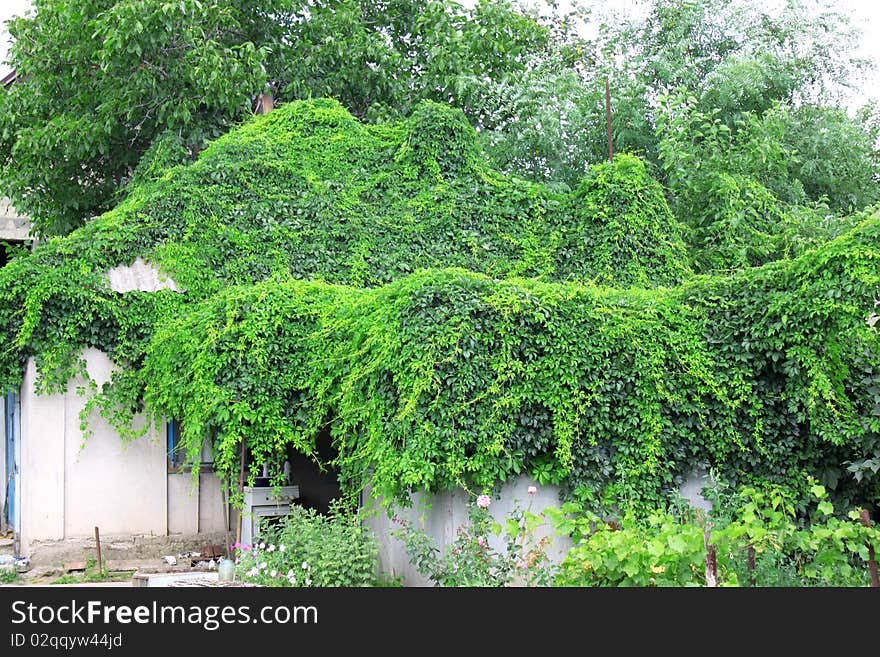 Old house with natural roof