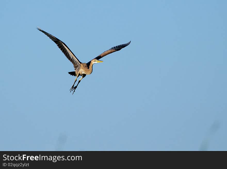 Purple Heron (Ardea purpurea) in flight. Purple Heron (Ardea purpurea) in flight