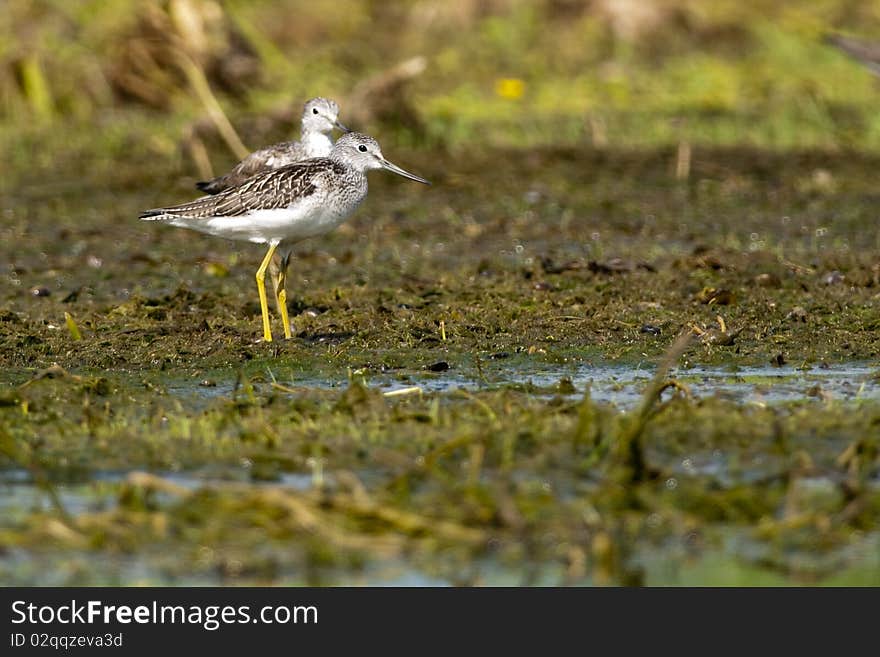 Greenshank pair on shore