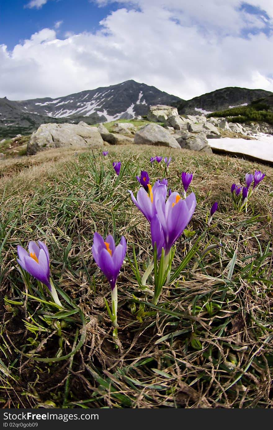 Wild flowers and mountain in the background - in the Balkan mountains, Bulgaria