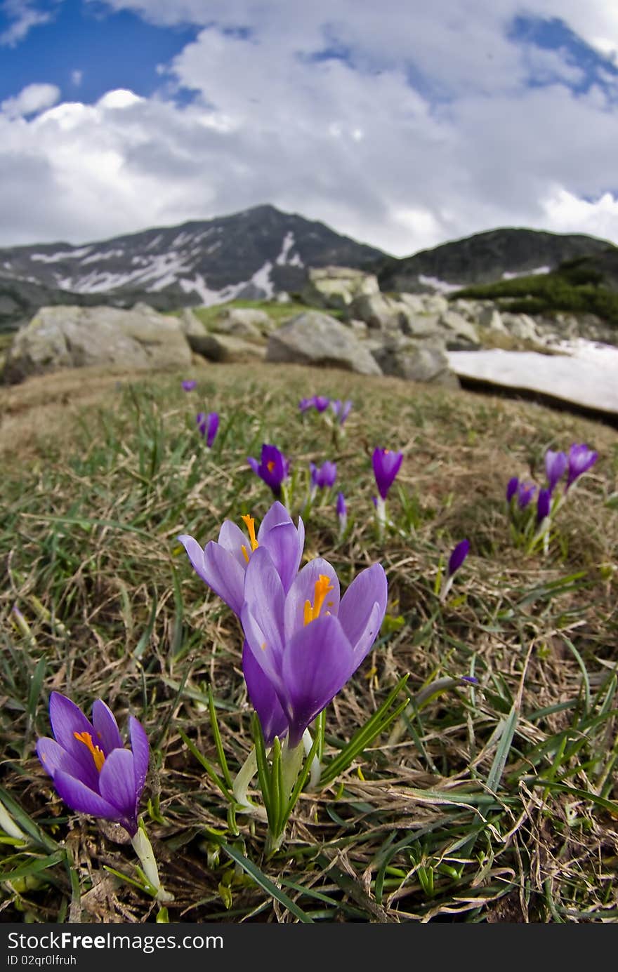 Wild flowers and mountain in the background - in the Balkan mountains, Bulgaria